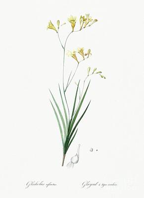 Vintage State Flags - Freesia illustration from Les liliacees 1805 by Pierre Joseph Redoute 1759-1840 by Shop Ability