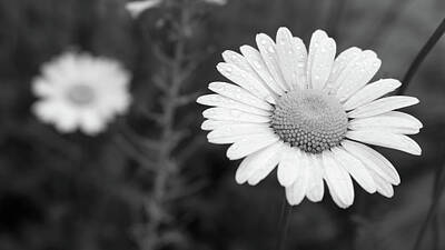 Easter Egg Hunt Royalty Free Images - Fresh As A Daisy 19 BW Royalty-Free Image by Pamela Critchlow