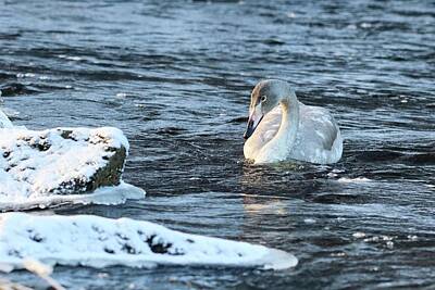 Jouko Lehto Royalty-Free and Rights-Managed Images - Freshing waters. Whooper swan by Jouko Lehto