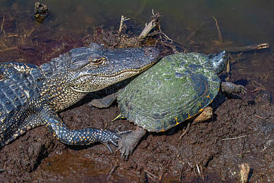 Reptiles Royalty Free Images - Friends All Day Long Royalty-Free Image by Steve Rich