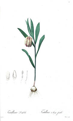 Lilies Drawings - Fritillaria latifolia, z5 by Botanical Illustration