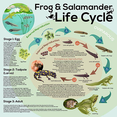 Recently Sold - Animals Mixed Media - Frog and Salamander Life Cycle by Gina Dsgn