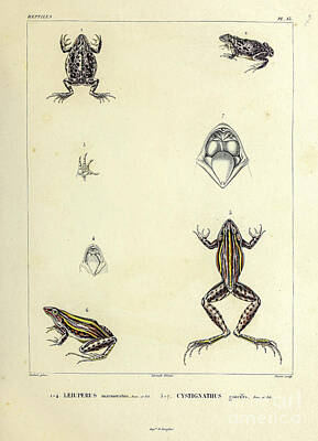 Reptiles Photo Royalty Free Images - Frogs of South America b1 Royalty-Free Image by Historic illustrations
