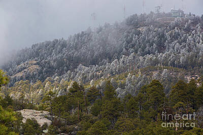 Patriotic Signs - Frosted Trees On A Mountain Side by Billy Bateman