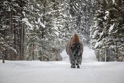 Photo Rights Managed Images - Frosty bull bison in the road near Fishing Bridge Royalty-Free Image by Mango Art