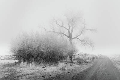 Surrealism Photo Royalty Free Images - Frosty Cottonwood in Fog - Monochrome Royalty-Free Image by Mike Lee
