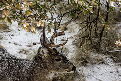 Childrens Rooms Rights Managed Images - Frozen 3 - Whitetail Deer Buck Royalty-Free Image by Renny Spencer
