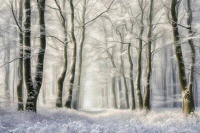 Landscapes Digital Art - Frozen Forest by Manjik Pictures