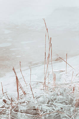 Boho Christmas - Frozen Reeds by Scott Norris