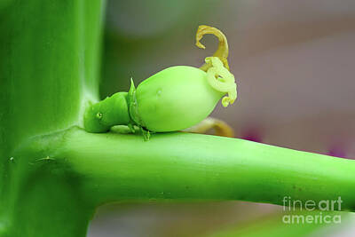 Food And Beverage Drawings - fruit developing on a young Papaya Tree x4 by Ilan Rosen