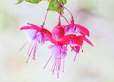 Desert Plants Royalty Free Images - Fuchsia Cluster #2 Royalty-Free Image by Patti Deters