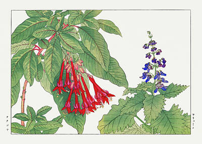 Florals Digital Art - Fuchsia Flower 2 - Ukiyo e art - Vintage Japanese woodblock art - Seiyo SOKA ZUFU by Tanigami Konan by Studio Grafiikka