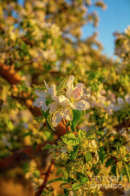 Design Pics Rights Managed Images - Fuji Apple Orchard #5 Royalty-Free Image by William Meeuwsen