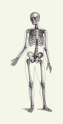 Wildlife Photography Black And White - Full Body Skeleton - Vintage Anatomy Poster 2 by Vintage Anatomy Prints