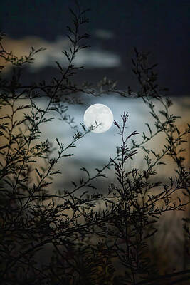 Abstract Male Faces - Full Moon Through Mesquite Branches by Teresa Wilson