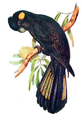 Birds Drawings - Funereal Cockatoo by Elizabeth Gould