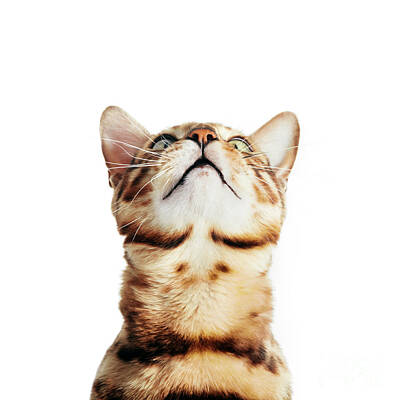 Portraits Photos - Funny cat portrait looking up, isolated on white. by Michal Bednarek