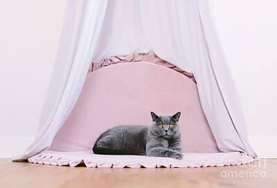 Portraits Photos - Funny noble British cat lying under baldachin, portrait by Michal Bednarek
