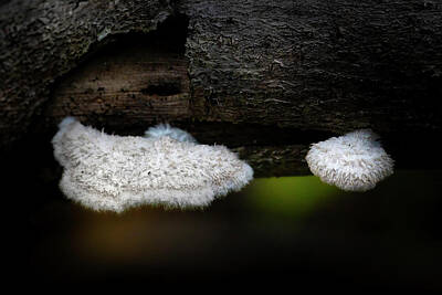 Mark Andrew Thomas Photos - Fuzzy Lions Mane Mushrooms by Mark Andrew Thomas