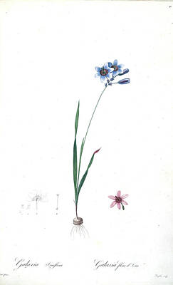 Lilies Drawings - Galaxia ixiaeflora, z5 by Botanical Illustration
