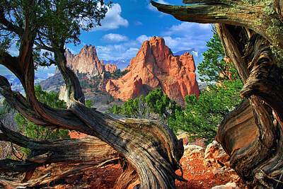Landscapes Photos - Garden framed by twisted Juniper Trees by John Hoffman