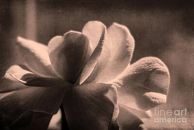 Basketball Patents - Gardenia-in The Shadows  Sepia by Judy Wolinsky