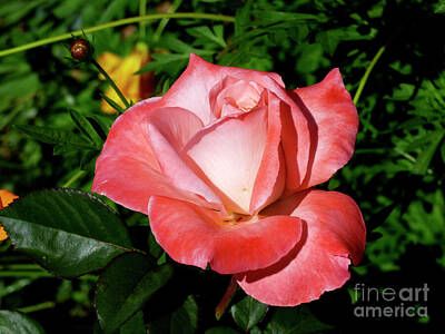 Roses Photos - Gardens of the World Pink Rose by Julieanne Case