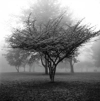 Randall Nyhof Royalty-Free and Rights-Managed Images - Garfield Park Trees in the Morning Mist  by Randall Nyhof