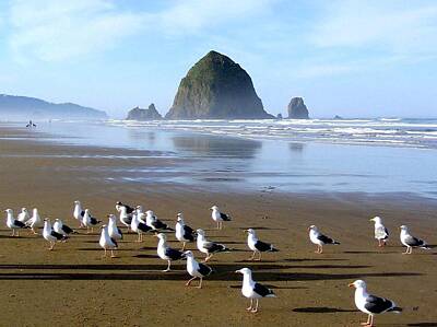 Animals Royalty-Free and Rights-Managed Images - Gathering Of The Gulls by Will Borden