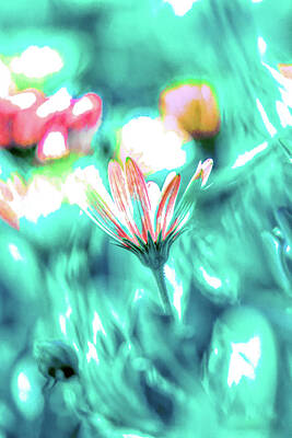 Abstract Flowers Mixed Media - Gazania Dreams 1 by Linda Brody