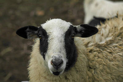 Mammals Royalty-Free and Rights-Managed Images - Gaze from a sheep by Jeff Swan