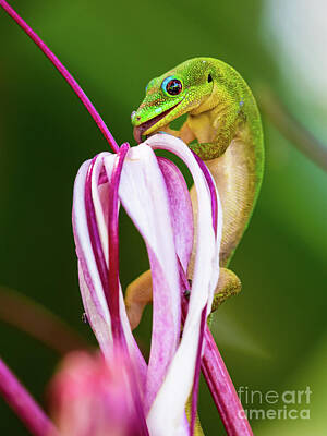 Vintage State Flags - Gecko Effort to get Nectar from a Spider Lily by Phillip Espinasse