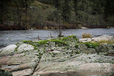 Western Buffalo Royalty Free Images - Geese on the Rogue River IV Royalty-Free Image by Theresa Fairchild