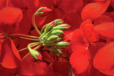 Ira Marcus Royalty-Free and Rights-Managed Images - Geranium Buds by Ira Marcus