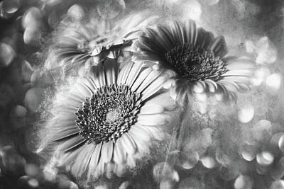 Abstract Flowers Rights Managed Images - Gerbera Daisies Trio Whimsy Black and White  Royalty-Free Image by Carol Japp