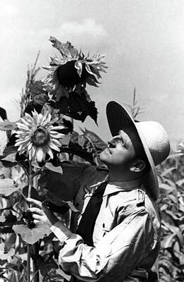 Sunflowers Paintings - German member of the Luftwaffe admiring Sunflowers during WW2 by Artistic Rifki