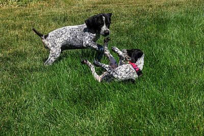 Birds Royalty Free Images - German shorthair pups at play Royalty-Free Image by Jeff Swan
