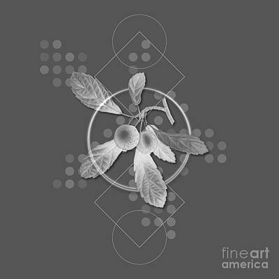 Roses Mixed Media - Ghostly Gray Crabapple Botanical with Geometric Motif n.0666 by Holy Rock Design