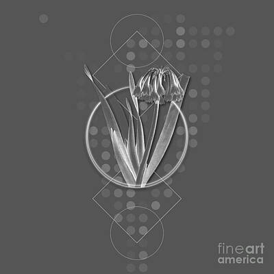 Lilies Mixed Media - Ghostly Gray Knysna Lily Botanical with Geometric Motif n.0059 by Holy Rock Design