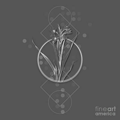 Lilies Mixed Media - Ghostly Gray Sword Lily Botanical with Geometric Motif n.0520 by Holy Rock Design