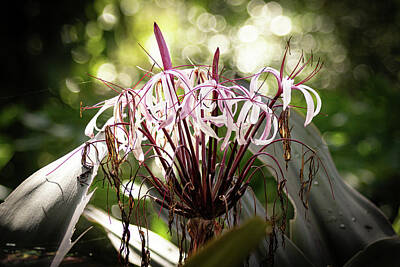 Lilies Royalty Free Images - Giant Crinum Lily Royalty-Free Image by Heather Earl