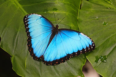 Modern Sophistication Beaches And Waves - Giant Blue Morpho by Robert Banach