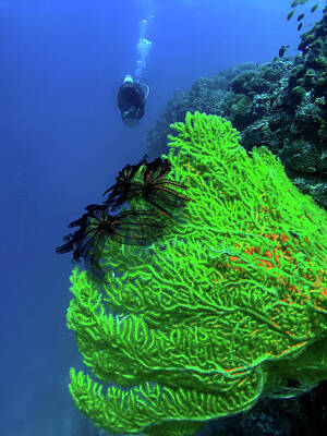 Lighthouse - Giant Gorgonian Coral by Lik Batonboot