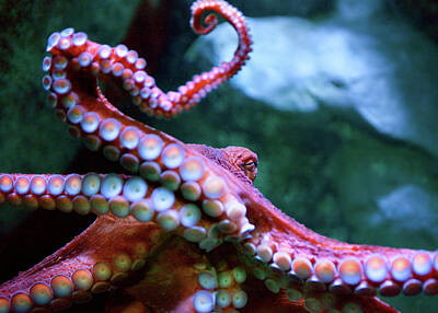 Beach Photos - Giant Pacific Octopus by Brian Knott Photography