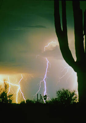 James Bo Insogna Royalty-Free and Rights-Managed Images - Giant Saguaro Cactus Lightning Storm by James BO Insogna
