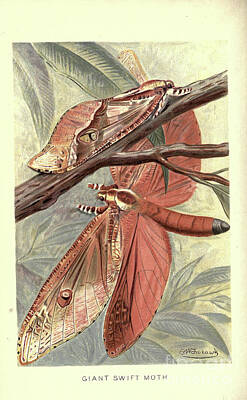 Mother And Child Paintings - Giant Swift Moth f4 by Historic Illustrations