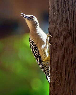 Mark Myhaver Photos - Gila Woodpecker V24168 by Mark Myhaver