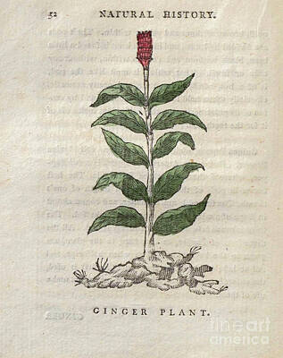 Recently Sold - Floral Drawings - Ginger Plant t4 by Botany