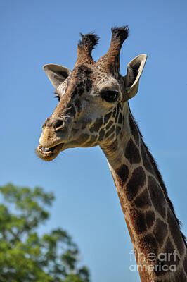 Staff Picks Judy Bernier Rights Managed Images - Giraffe Head and Neck Royalty-Free Image by Darin Bokeno