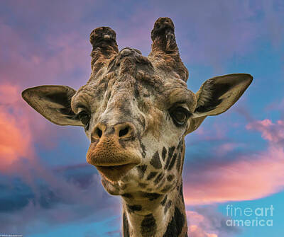 Studio Grafika Typography - Giraffe Portrait 2 by Mitch Shindelbower
